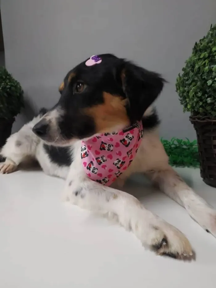 Cachorro raça SRD-ViraLata idade 1 ano nome Belinha