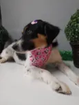 Belinha