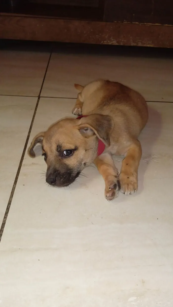 Cachorro ra a Combai idade  nome Lua e Luan 