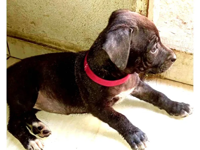 Cachorro ra a Combai idade  nome Lua e Luan 