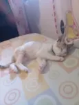 Nala