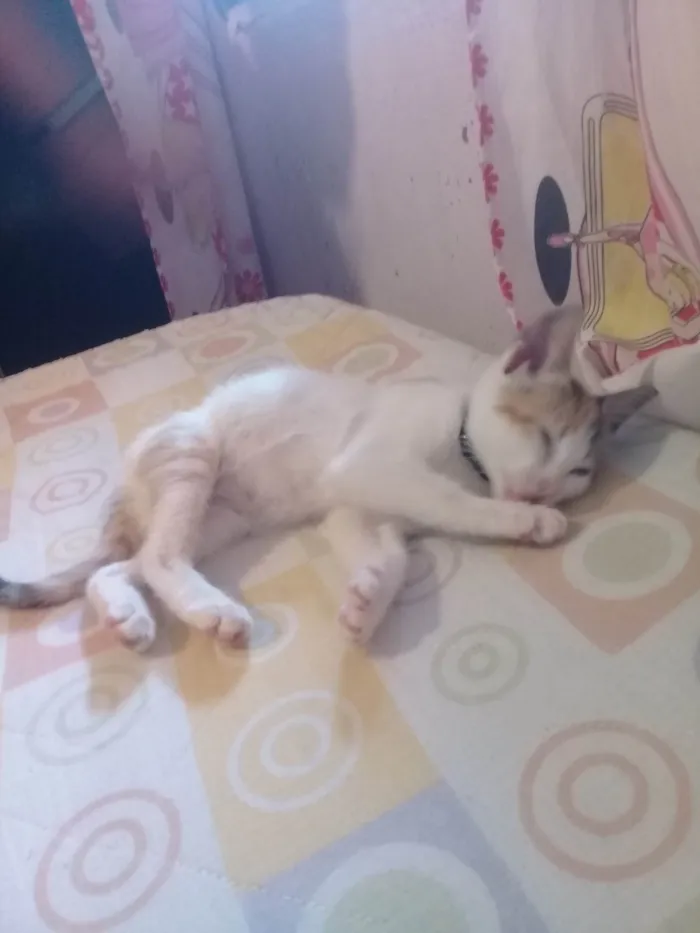 Gato ra a SRD-ViraLata idade 7 a 11 meses nome Nala