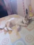Nala
