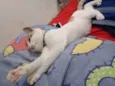 Nala