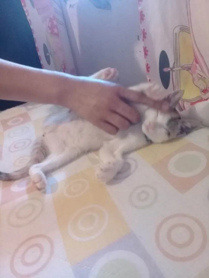 Gato ra a SRD-ViraLata idade 7 a 11 meses nome Nala