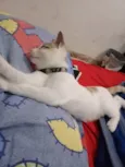 Nala