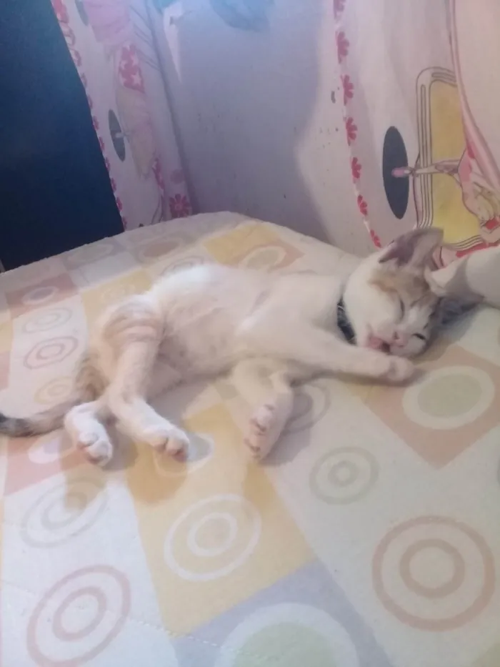 Gato ra a SRD-ViraLata idade 7 a 11 meses nome Nala