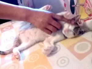 Gato raça SRD-ViraLata idade 7 a 11 meses nome Nala