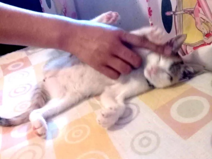 Gato ra a SRD-ViraLata idade 7 a 11 meses nome Nala