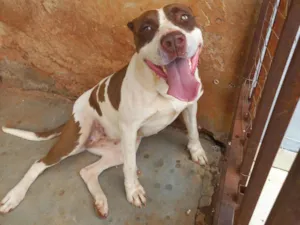 Cachorro raça Pitbull  idade 2 anos nome Miah