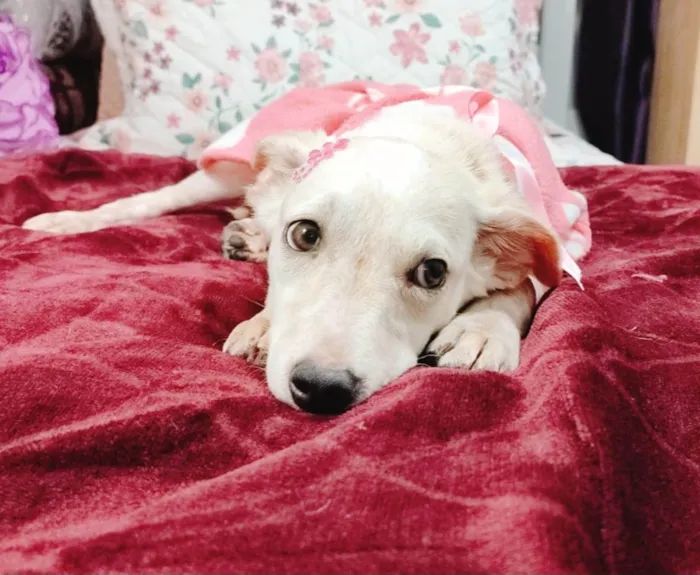 Cachorro ra a SRD-ViraLata idade 7 a 11 meses nome Bela