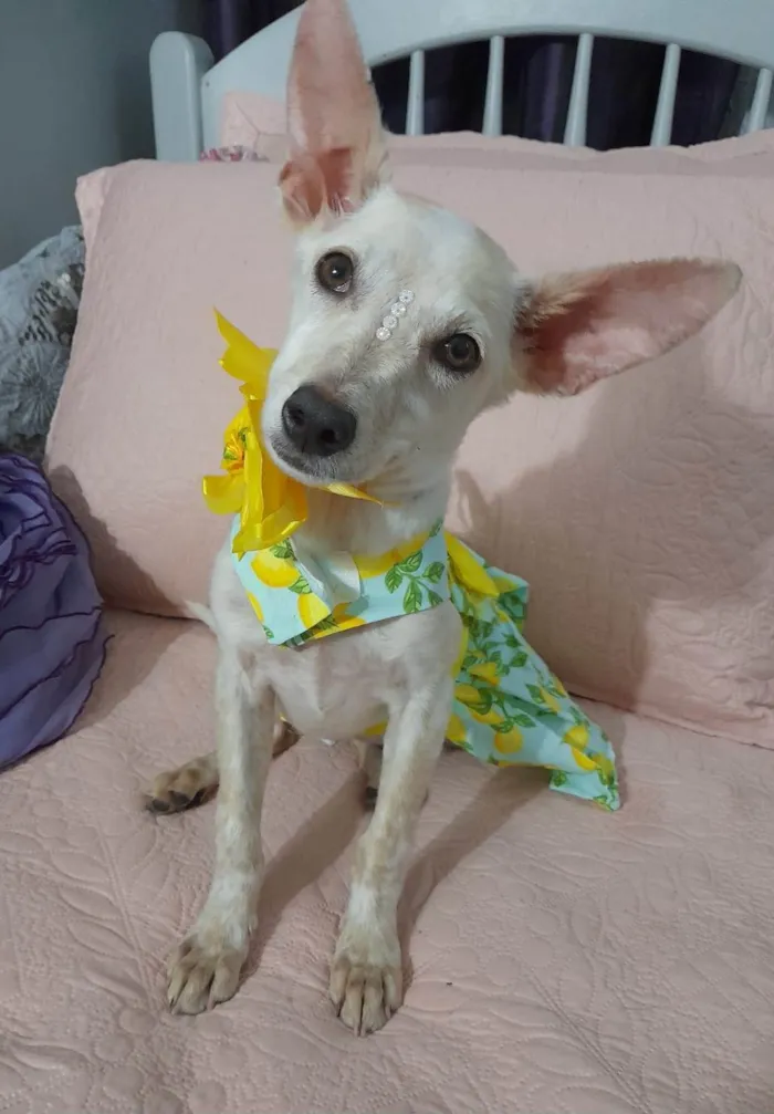 Cachorro ra a SRD-ViraLata idade 7 a 11 meses nome Bela