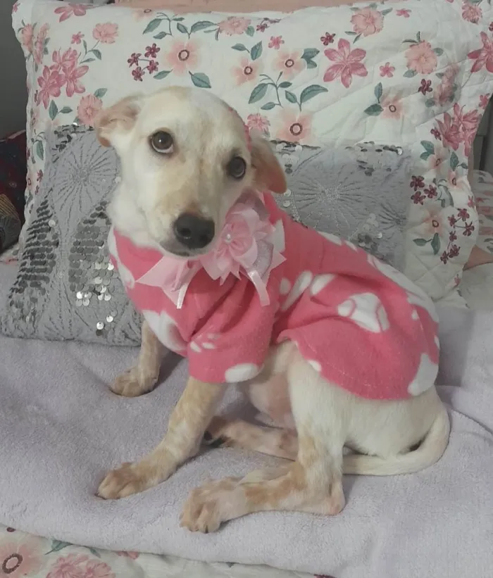 Cachorro ra a SRD-ViraLata idade 7 a 11 meses nome Bela