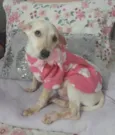 Bela