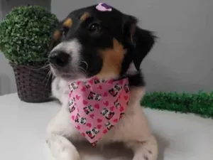 Cachorro raça SRD-ViraLata idade 1 ano nome Belinha