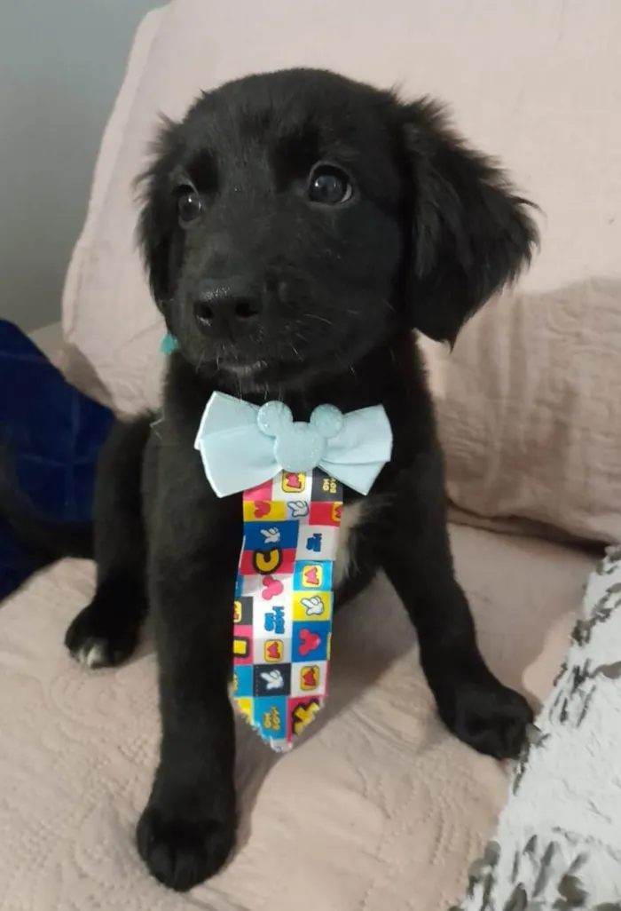 Cachorro ra a SRD-ViraLata idade 2 a 6 meses nome Uggy