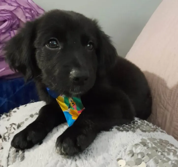 Cachorro ra a SRD-ViraLata idade 2 a 6 meses nome Uggy