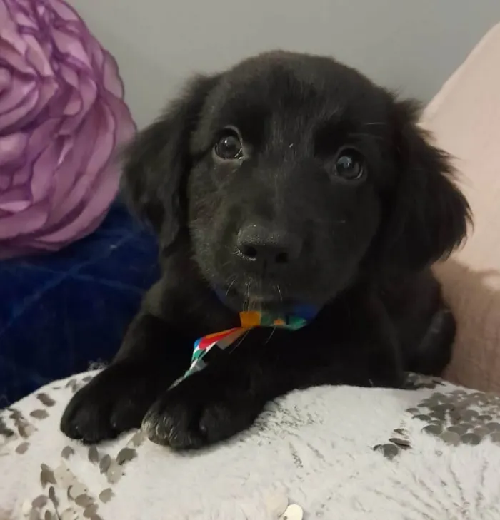 Cachorro ra a SRD-ViraLata idade 2 a 6 meses nome Uggy