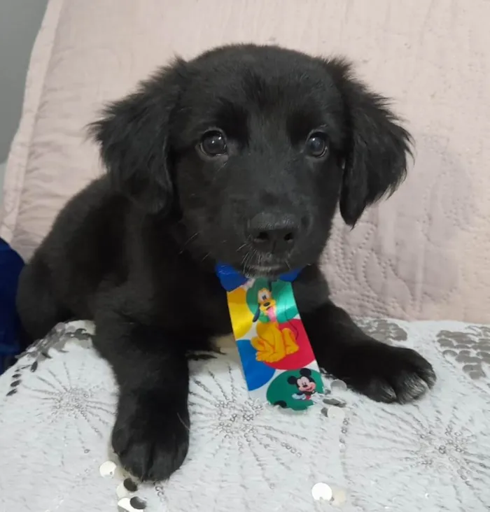 Cachorro ra a SRD-ViraLata idade 2 a 6 meses nome Uggy