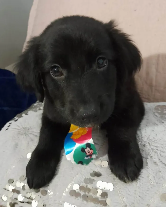 Cachorro ra a SRD-ViraLata idade 2 a 6 meses nome Uggy