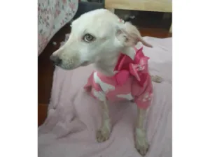 Cachorro raça SRD-ViraLata idade 7 a 11 meses nome Bela