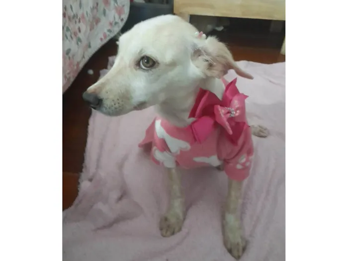 Cachorro ra a SRD-ViraLata idade 7 a 11 meses nome Bela