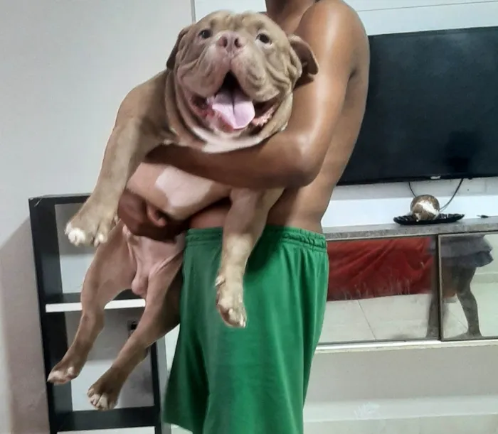 Cachorro raça Américan bully idade 1 ano nome Logan 