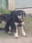 Cachorro raça SRD idade 1 ano nome Pretinho