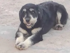 Cachorro raça SRD idade 1 ano nome Pretinho