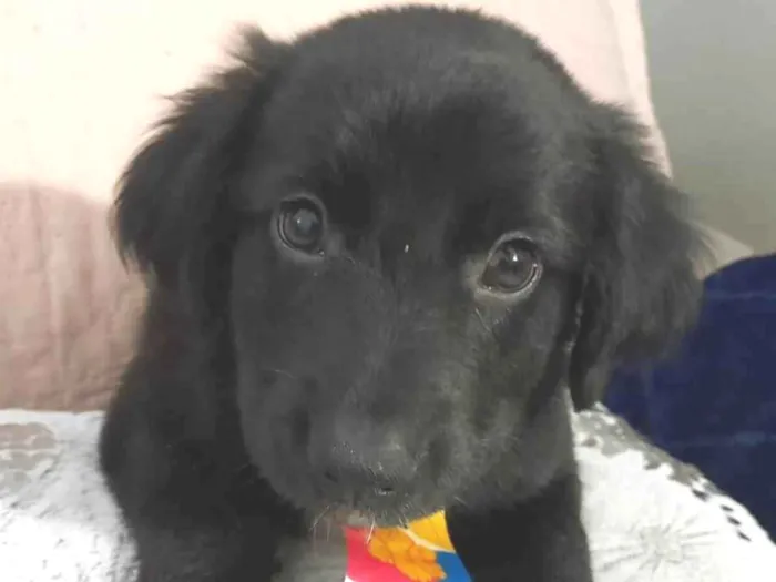 Cachorro ra a SRD-ViraLata idade 2 a 6 meses nome Uggy