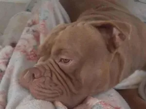 Cachorro raça Américan bully idade 1 ano nome Logan 