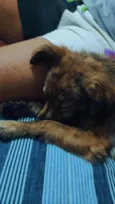 Belinha e mingau