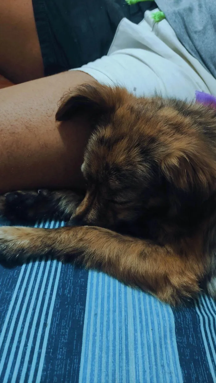 Cachorro ra a Vira lata misturado idade 7 a 11 meses nome Belinha e mingau