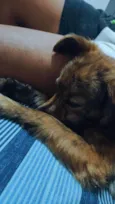 Belinha e mingau