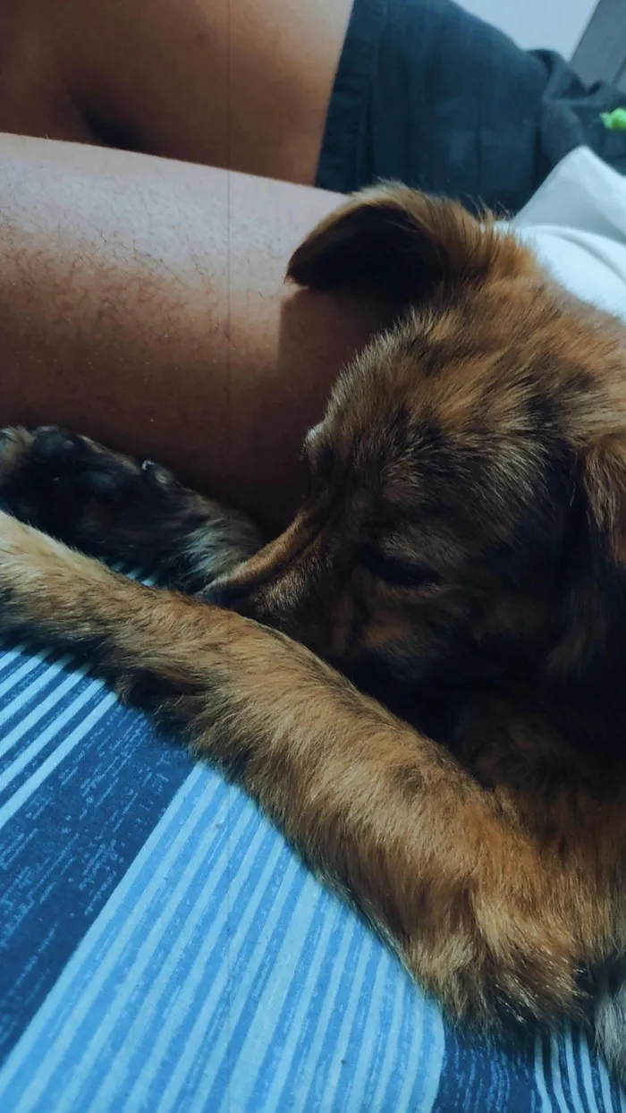 Cachorro ra a Vira lata misturado idade 7 a 11 meses nome Belinha e mingau