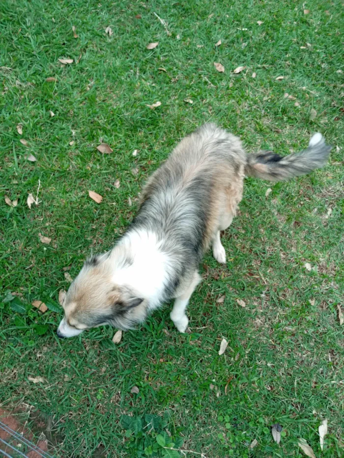 Cachorro raça Ovelheiro  idade  nome Sem nome