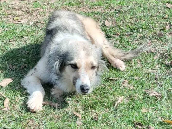 Cachorro raça Ovelheiro  idade  nome Sem nome