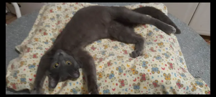 Gato ra a SRD idade 7 a 11 meses nome Juninha