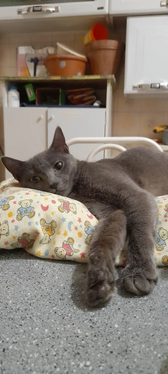 Gato ra a SRD idade 7 a 11 meses nome Juninha