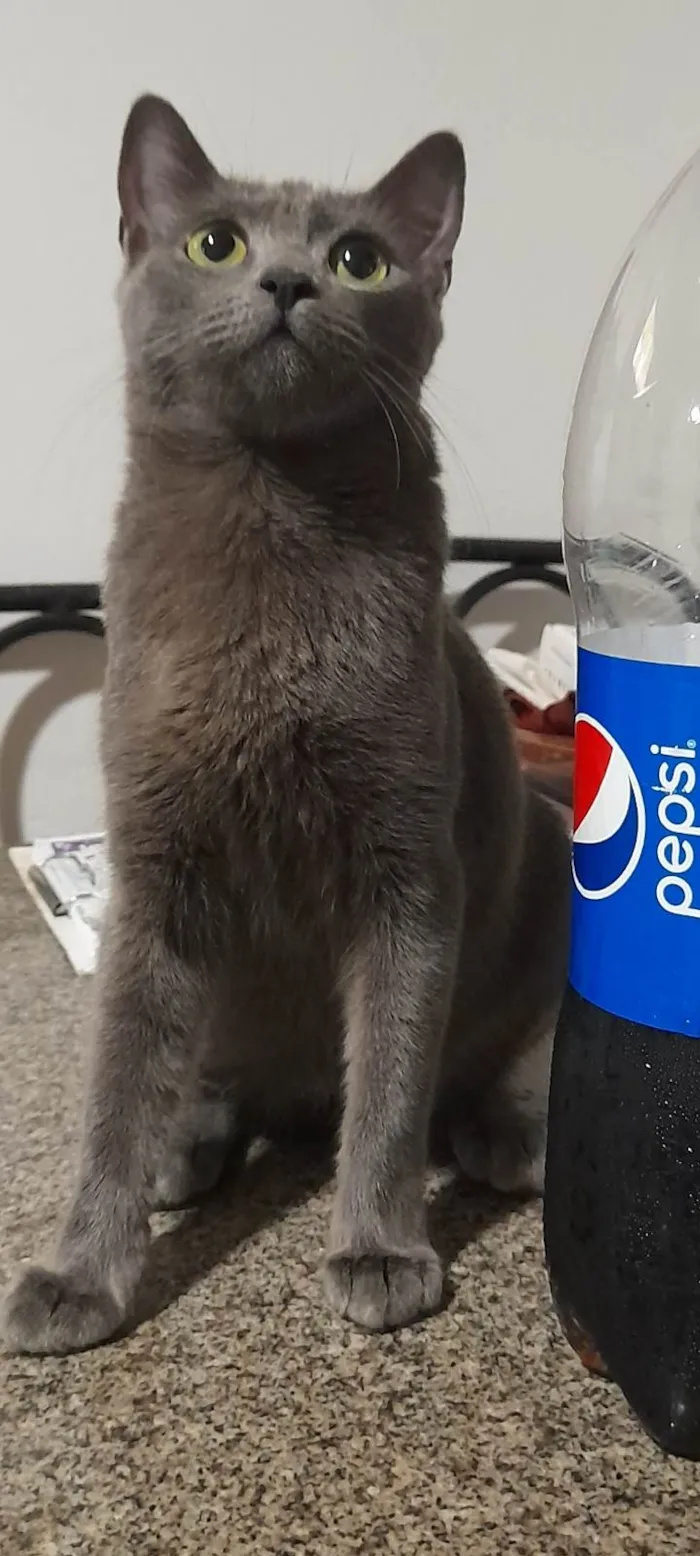 Gato ra a SRD idade 7 a 11 meses nome Juninha