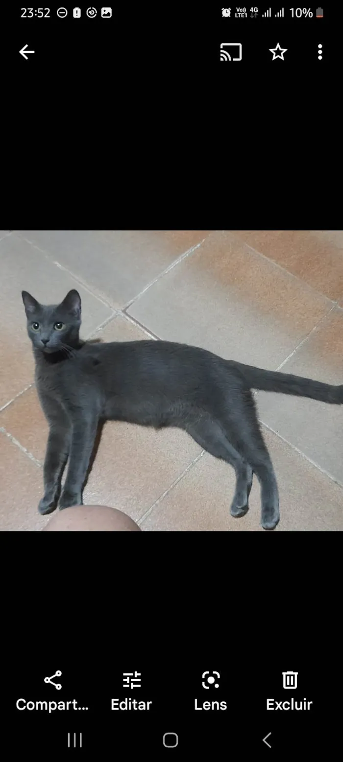 Gato ra a SRD idade 7 a 11 meses nome Juninha