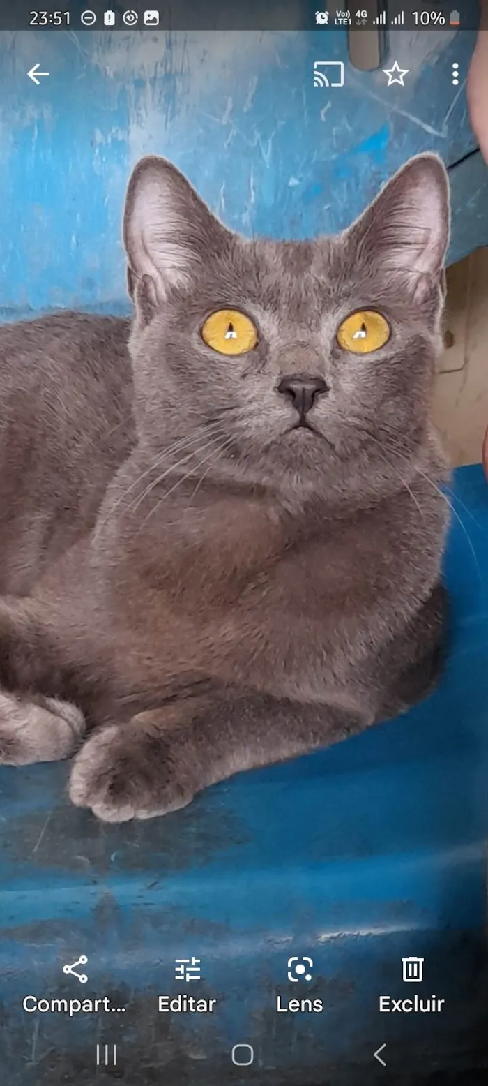 Gato ra a SRD idade 7 a 11 meses nome Juninha