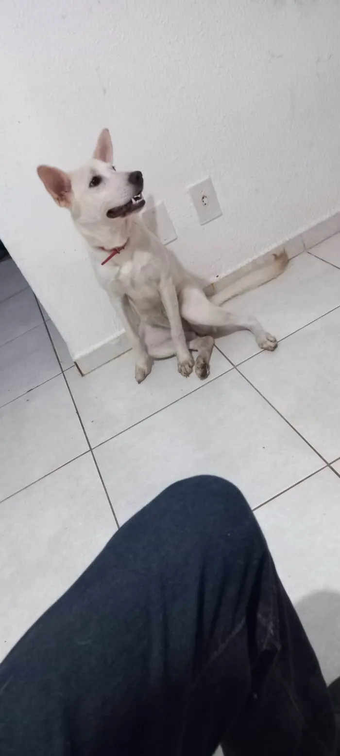 Cachorro ra a SRD-ViraLata idade 7 a 11 meses nome Aurora