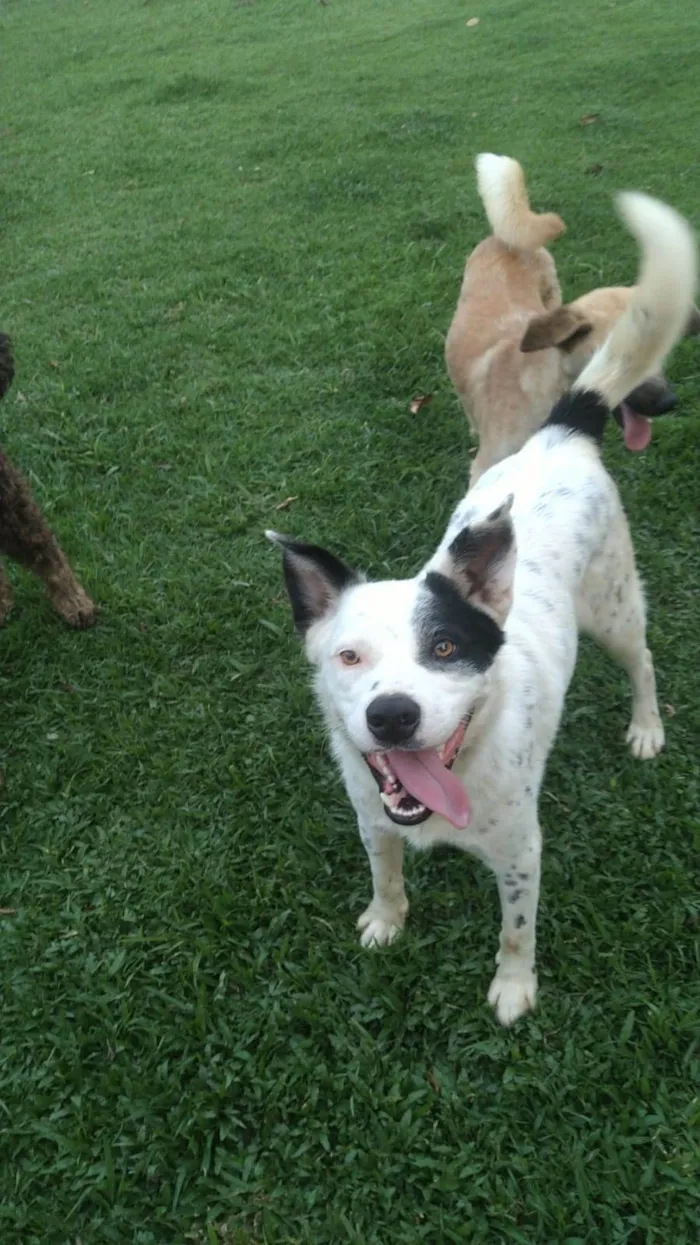 Cachorro ra a BLUE Heller  idade 2 anos nome Pluto 
