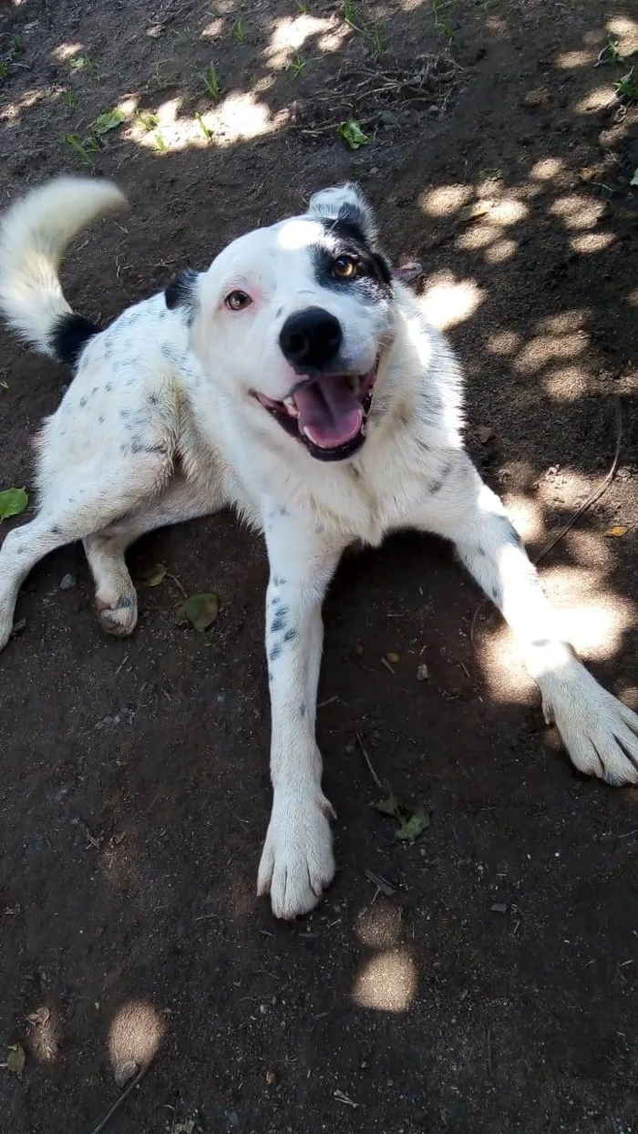 Cachorro ra a BLUE Heller  idade 2 anos nome Pluto 