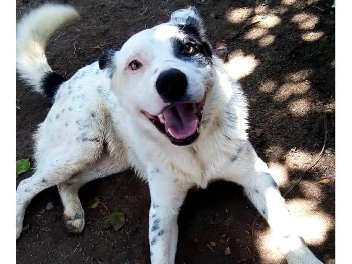 Cachorro ra a BLUE Heller  idade 2 anos nome Pluto 