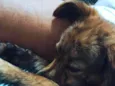 Belinha e mingau