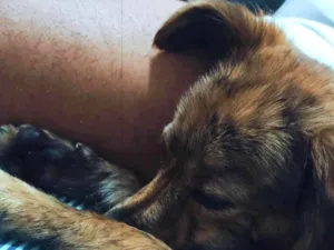 Cachorro raça Vira lata misturado idade 7 a 11 meses nome Belinha e mingau