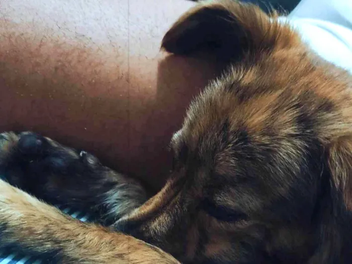 Cachorro ra a Vira lata misturado idade 7 a 11 meses nome Belinha e mingau