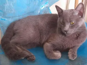 Gato raça SRD idade 7 a 11 meses nome Juninha